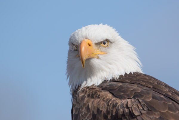 Bald Eagle