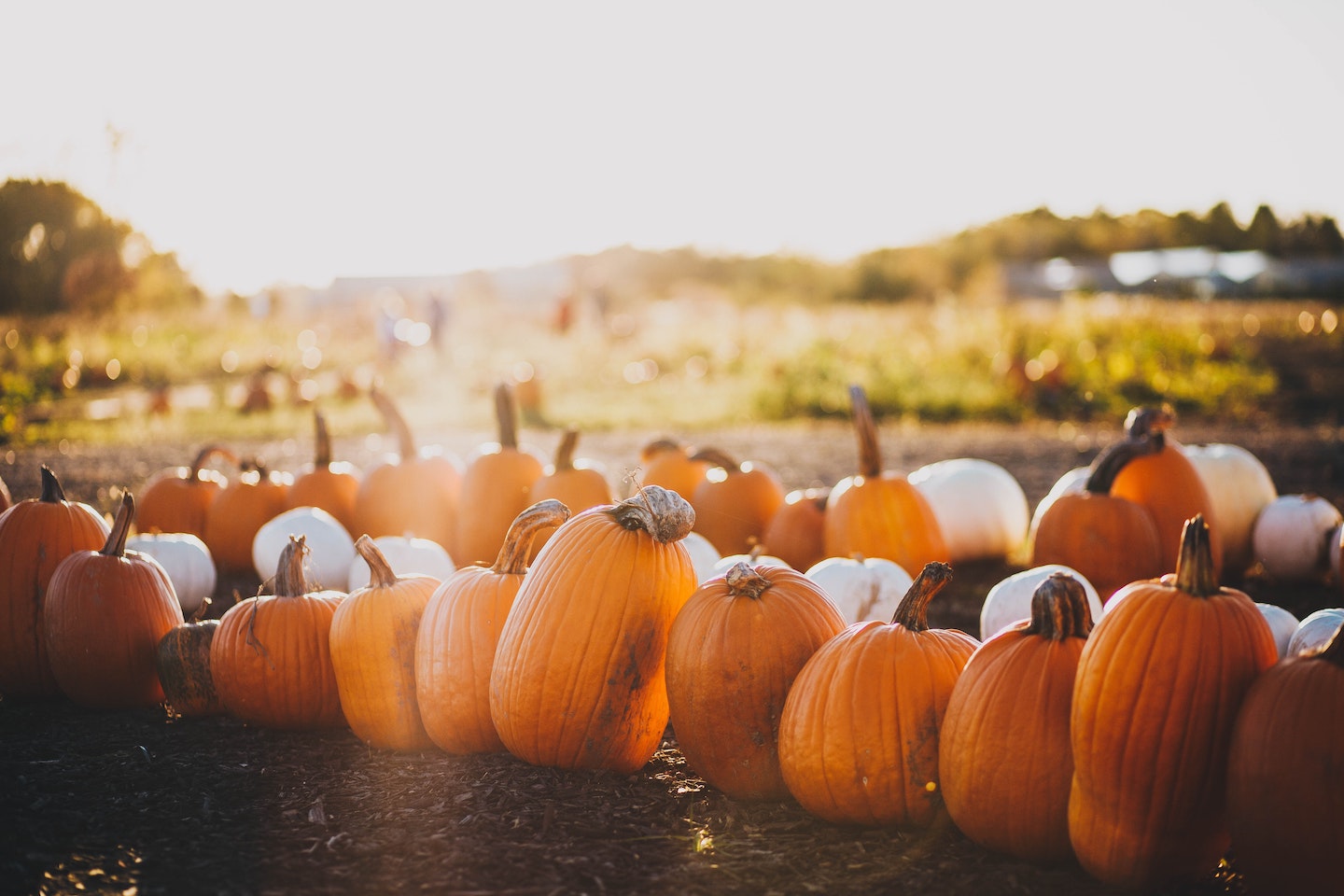 Pumpkins in pumpkin patch during a fall day