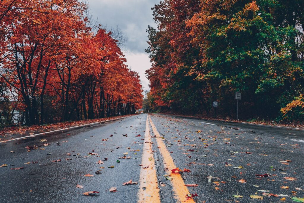 Fall leaves on slipper road in fall